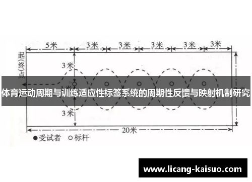 体育运动周期与训练适应性标签系统的周期性反馈与映射机制研究